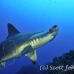 shark_hammerhead_scalloped_alc_ci_h_0041_cos1181.jpg